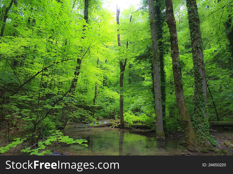 Green foliage in forest in spring by stream and waterfalls. Green foliage in forest in spring by stream and waterfalls