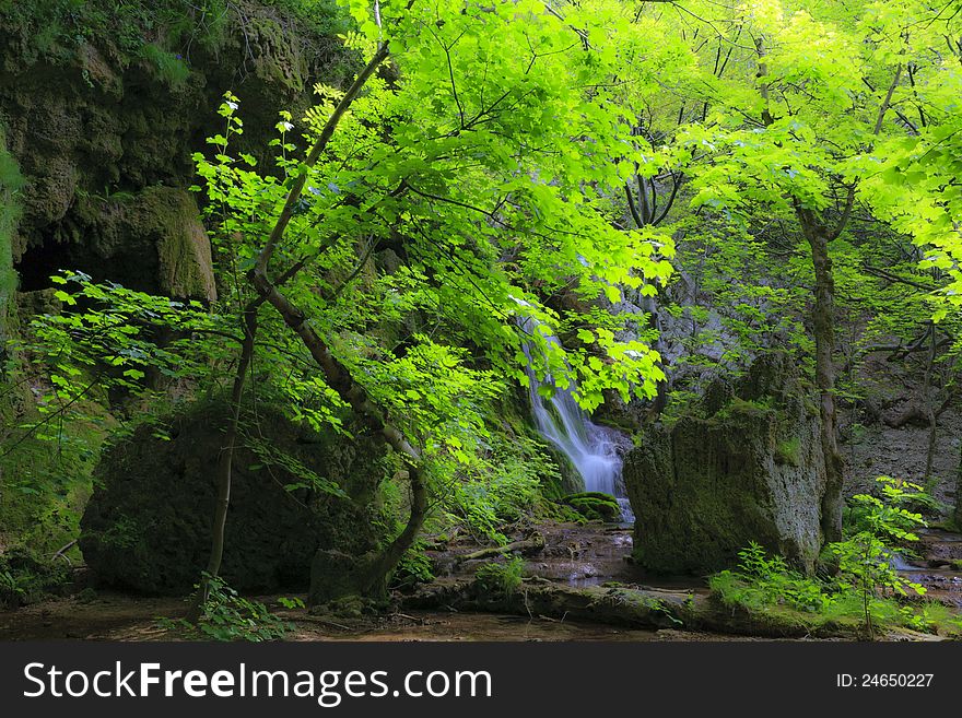 Green foliage in forest in spring by stream and waterfalls. Green foliage in forest in spring by stream and waterfalls