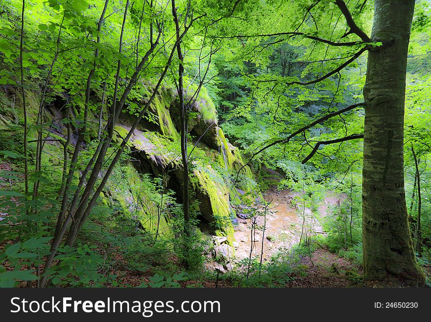 Green foliage in forest in spring by stream and waterfalls. Green foliage in forest in spring by stream and waterfalls