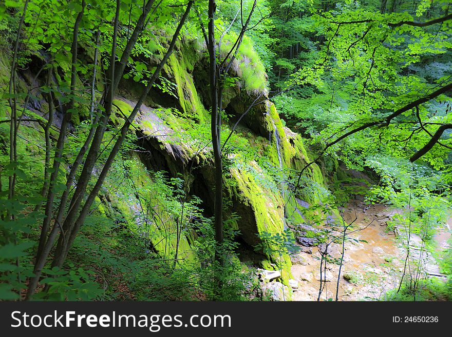 Green foliage in forest in spring by stream and waterfalls. Green foliage in forest in spring by stream and waterfalls