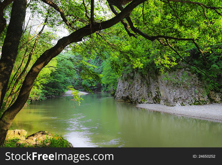 Green foliage in forest in spring by stream and waterfalls. Green foliage in forest in spring by stream and waterfalls