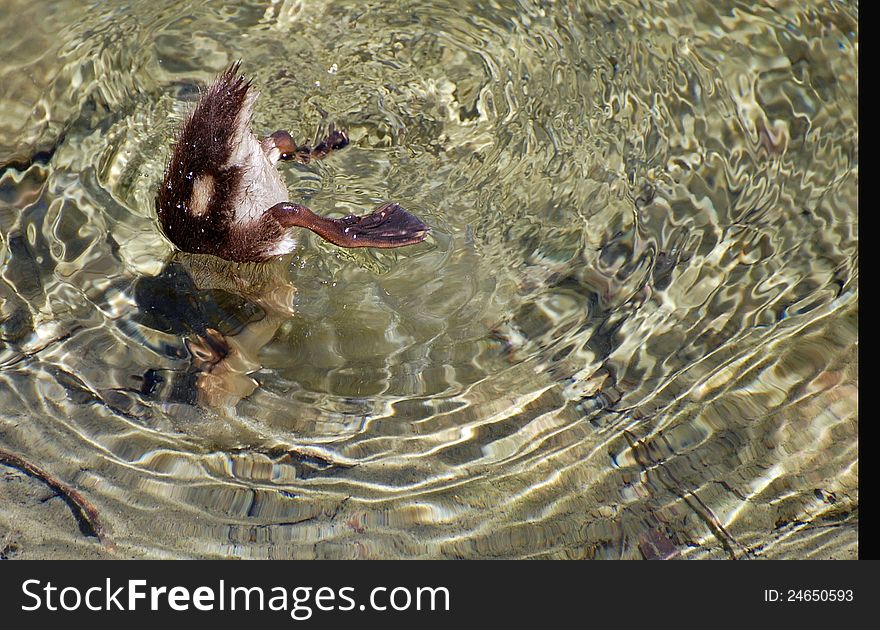 Diving Baby Duck