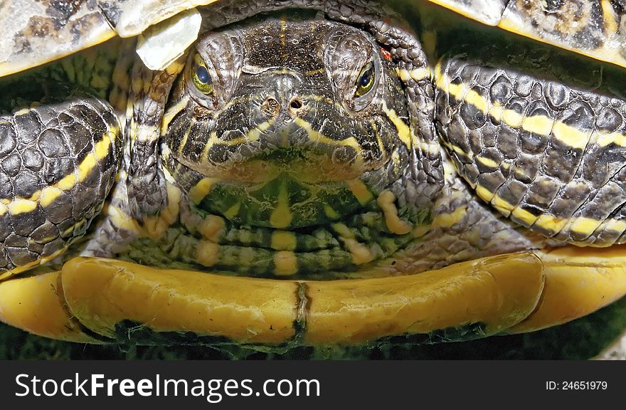 Detail of turtle in a garden