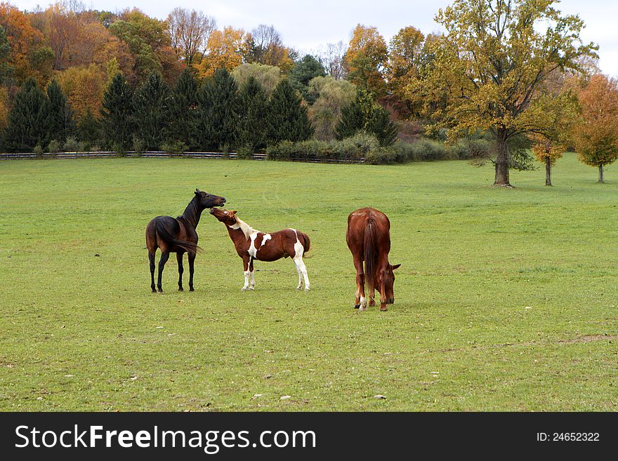 Three horses: one grazing, two greeting. Green pastureland against autumn colors. Three horses: one grazing, two greeting. Green pastureland against autumn colors.