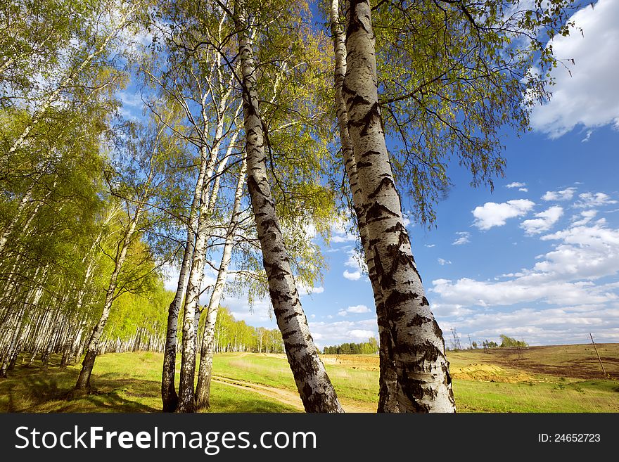 Birch forest in sunlight in the morning. Birch forest in sunlight in the morning