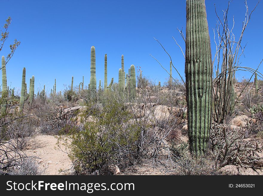 Saguaro National Park West