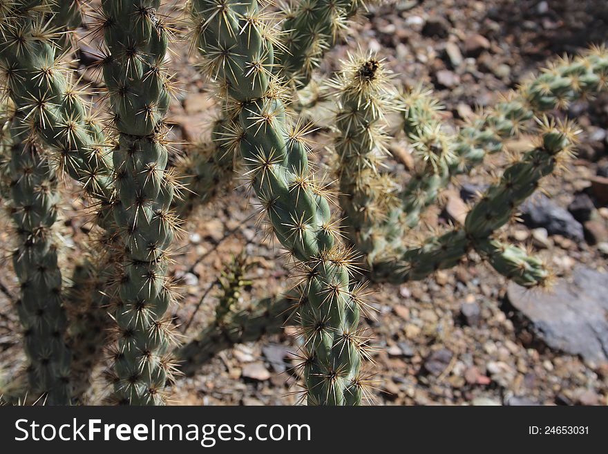 Closeup of pencil cholla, Opuntia arbuscula, in Southern Arizona desert. Closeup of pencil cholla, Opuntia arbuscula, in Southern Arizona desert.