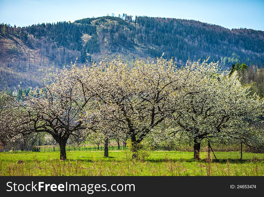 Flowering trees in the background of mountains