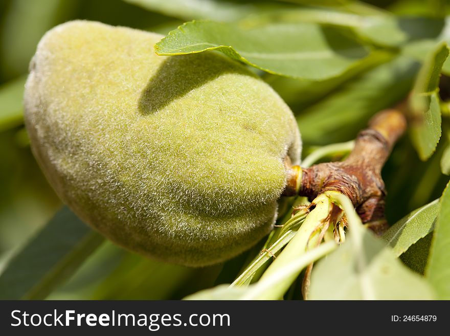 Close up of green almond fruit. Close up of green almond fruit