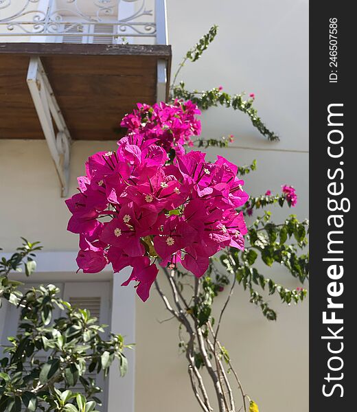Pink Paper Flower of Greece, Poros