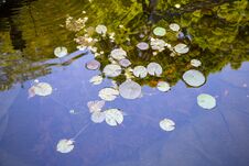 A Water Pond Filled With Tiny Orange Fish And Lily Pads Stock Photo