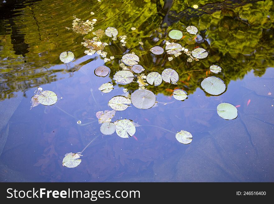 A water pond filled with tiny orange fish and lily pads