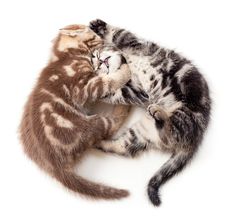 Two Kittens Struggle Top View Stock Images