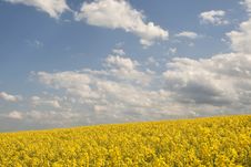 Rape Field Stock Images Rape Field Stock Images