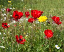 In Poppies Field Stock Photo In Poppies Field Stock Photo