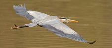 Great Blue Heron In Flight Stock Photography Great Blue Heron In Flight Stock Photography