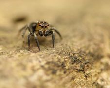Jumping Spider On Log Royalty Free Stock Photo