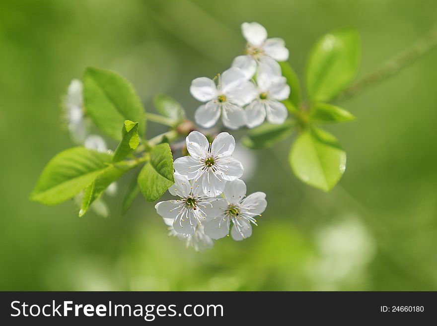 Cherry Blossoms