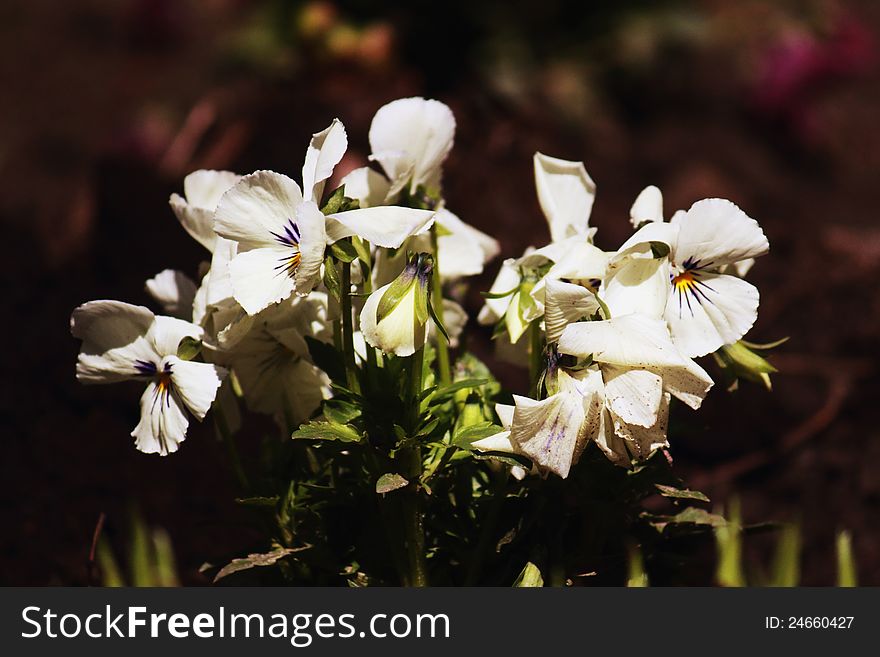 Violas Or Pansies Closeup In A Garden. Violas Or Pansies Closeup In A Garden