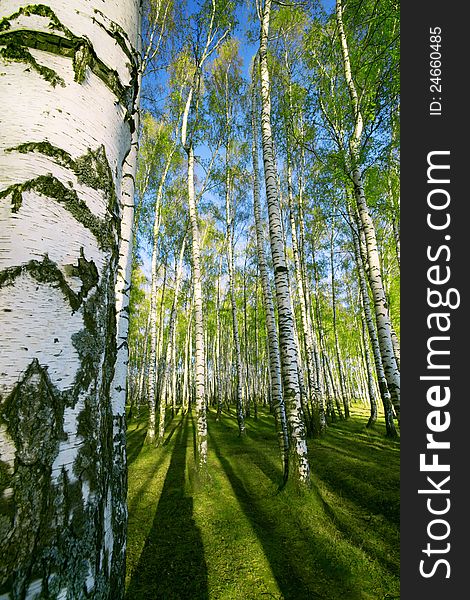 Forest Birch