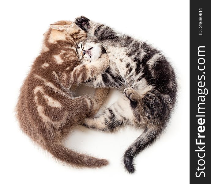 Two kittens struggle top view