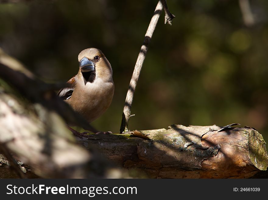 Grosbeak Watching From Ambush