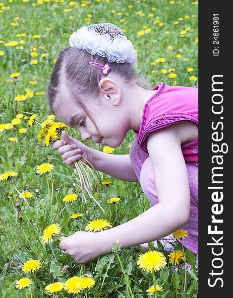Little beautiful girl in a field of dandelions. Little beautiful girl in a field of dandelions