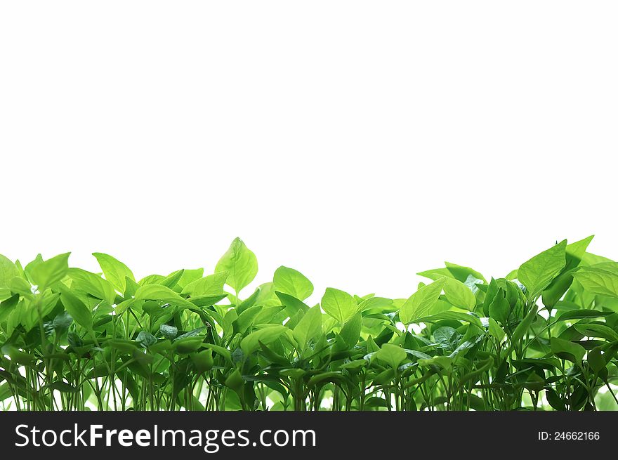 Green leaves of seedlings of pepper on a white background