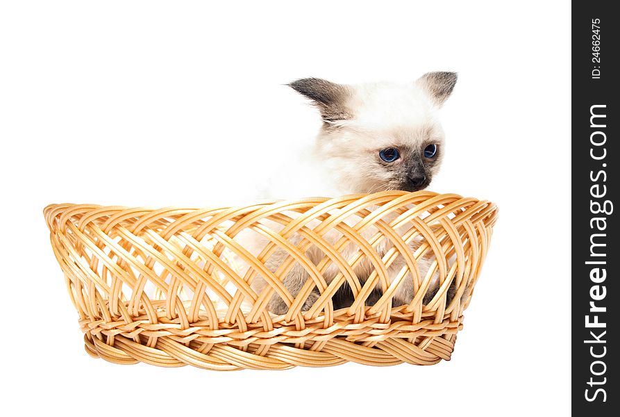 Fluffy kitten with blue eyes in  straw basket
