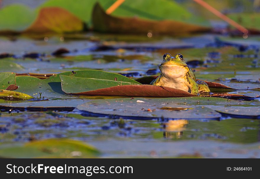 Green frog on a leaf in a swamp