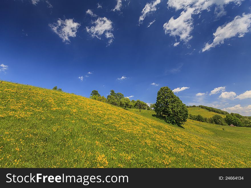 Beautiful country meadow with deep blue sky