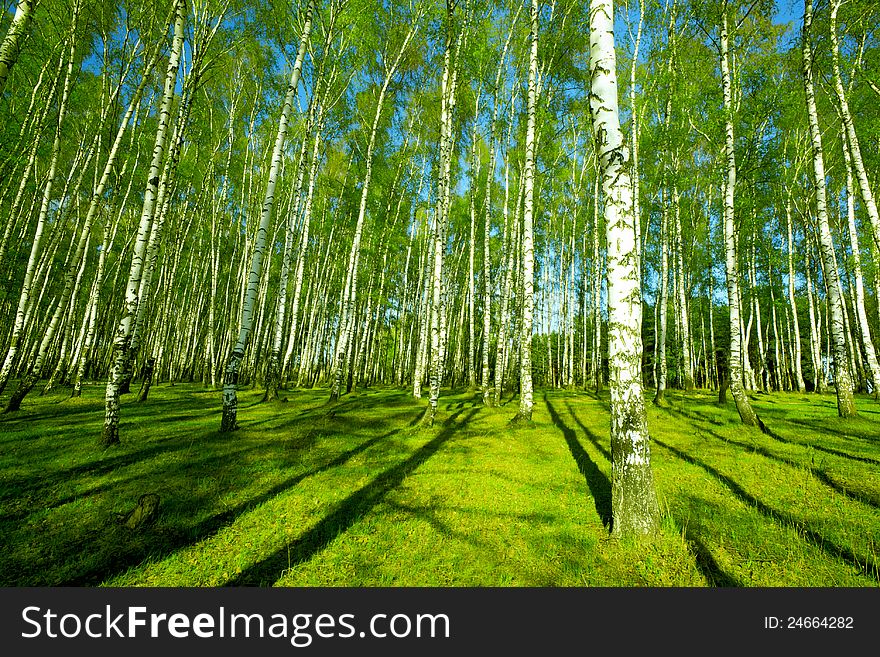 Forest Birch