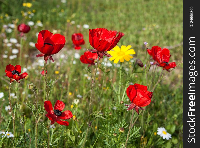 In poppies field, red and yellow flowers