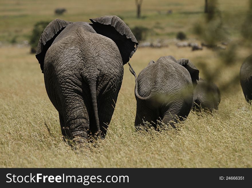 Elephant Highway