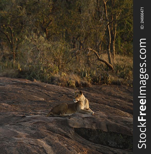 African Lioness resting high up on the Moru Kopjes. African Lioness resting high up on the Moru Kopjes.