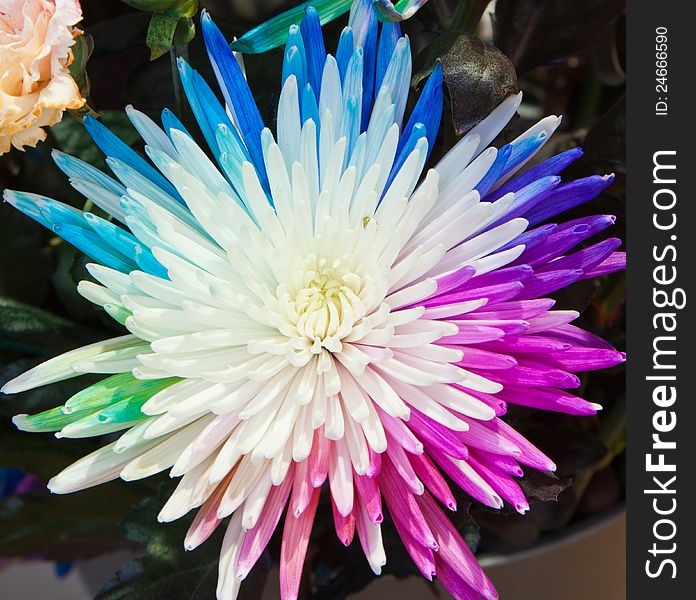 Colorful Chrysanthemum