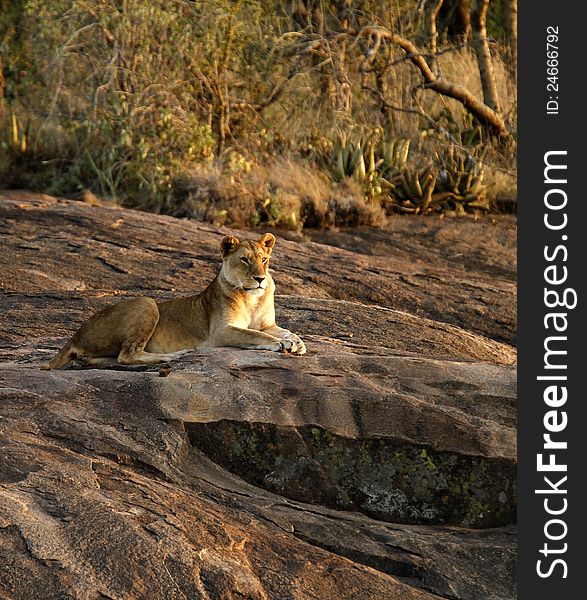 Lioness in season, waiting for her mate. Lioness in season, waiting for her mate.