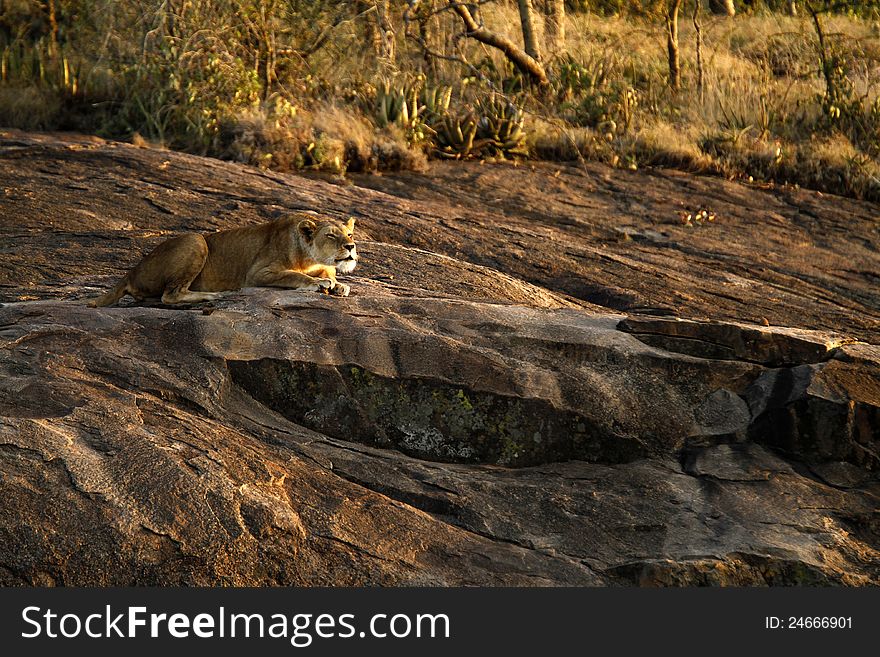 African Lioness calling to her mate. African Lioness calling to her mate.
