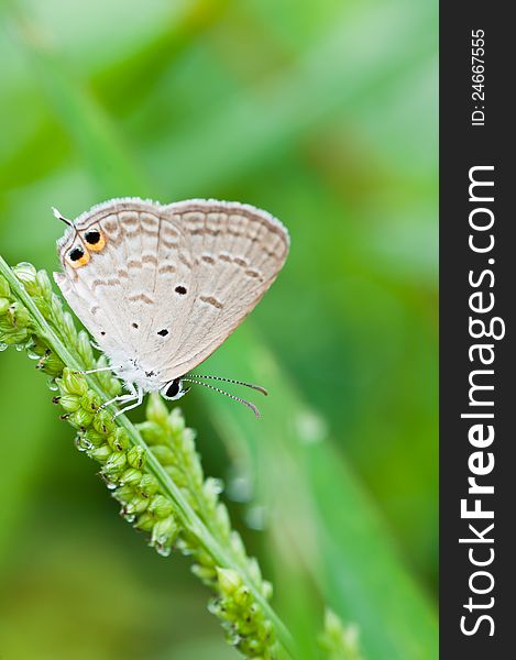 Gram blue butterfly , bangkok,thailand