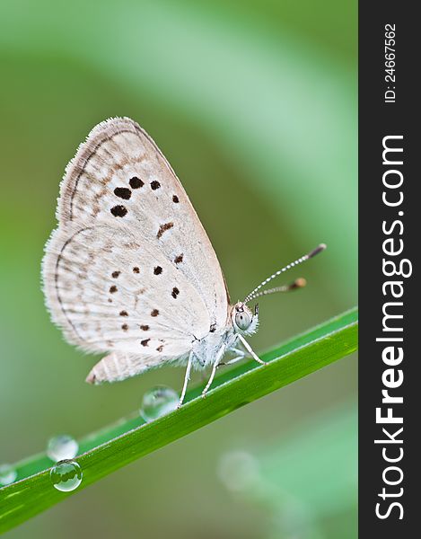 Pale Grass Blue butterfly , bangkok,thailand
