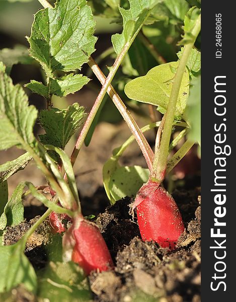 Radishes planted in a garden