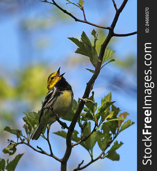 A beautiful black-throated green warbler singing at the Hawthorn Orchards in Ithaca, NY.