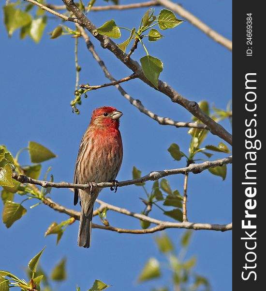 A male House Finch sitting on a branch in the sun at Hawthorn Orchards, Ithaca, NY.