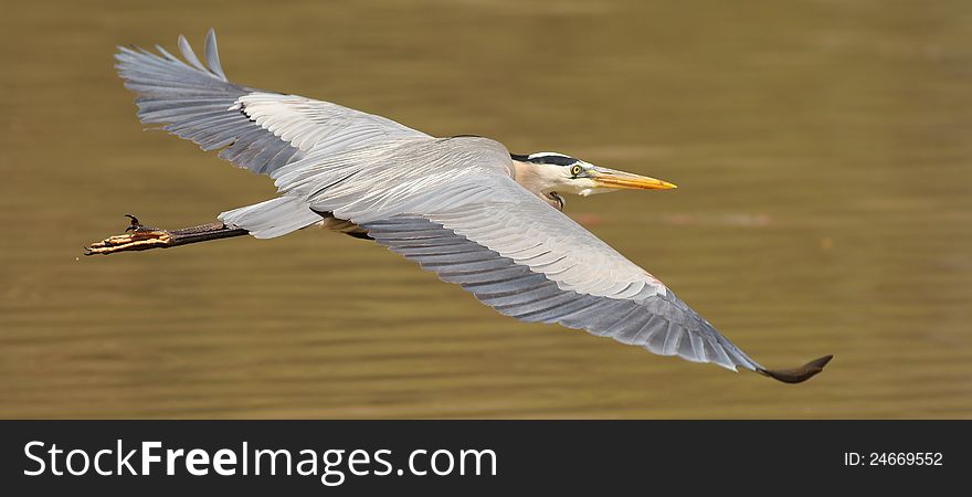 An adult Great Blue Heron taking off over a pond in Ithaca, NY. An adult Great Blue Heron taking off over a pond in Ithaca, NY.