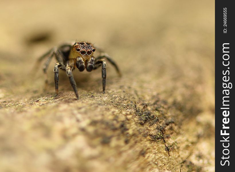 Jumping Spider on log