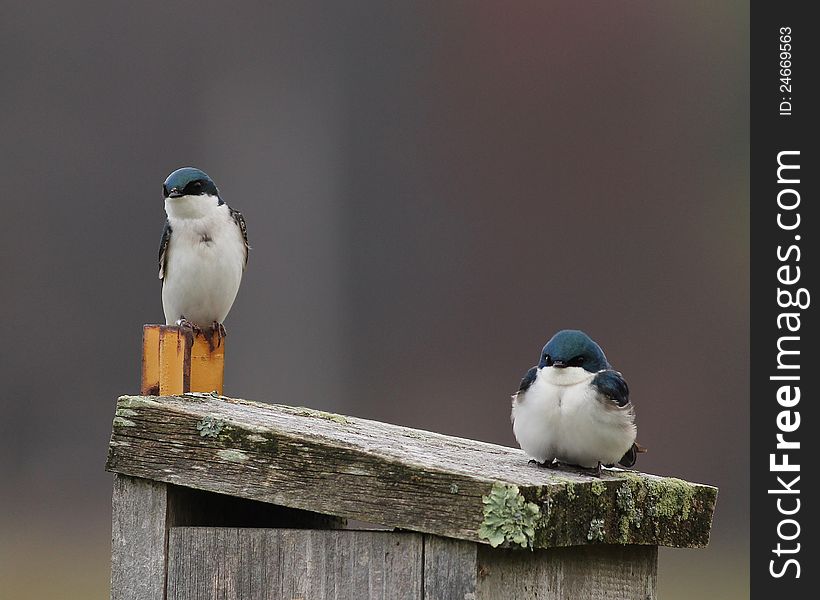 Tree Swallows on nest box