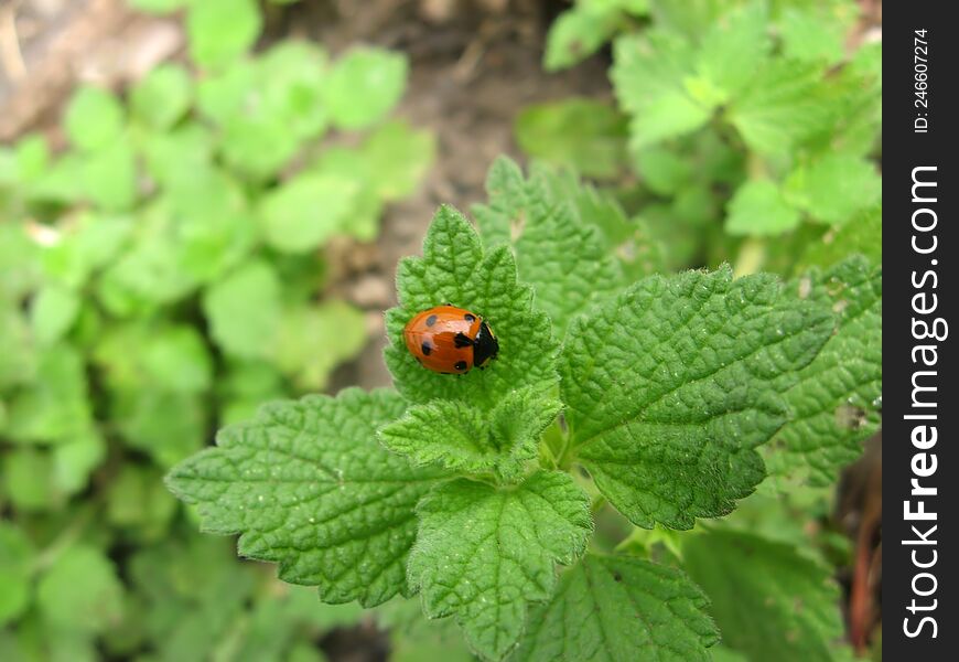 Little red ladybug on green leaves