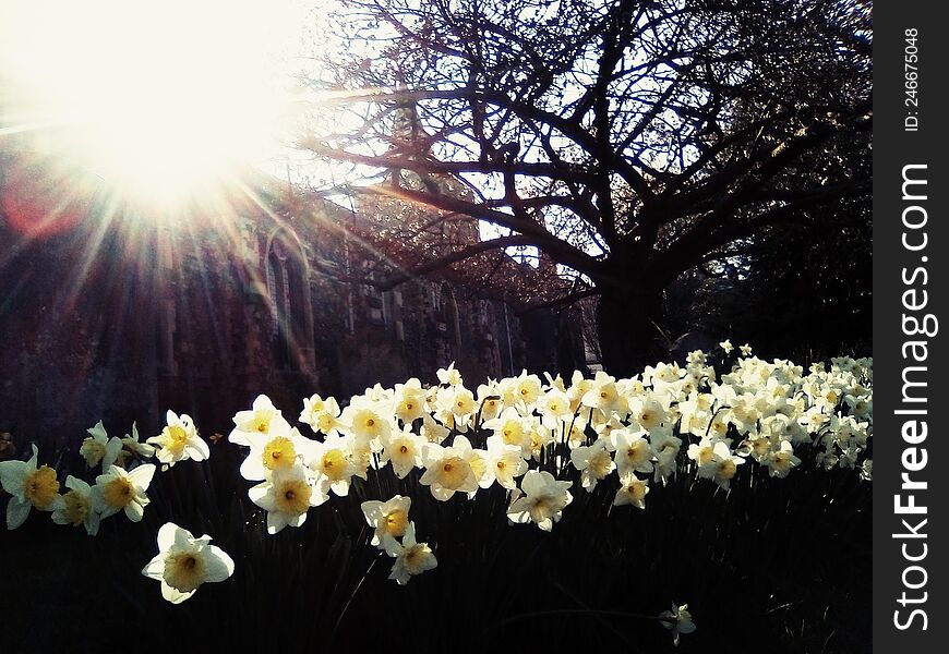 Beautiful daffodils, backlit by afternoon sunlight, in a churchyard in Kent, South East England. April, 2022. Beautiful daffodils, backlit by afternoon sunlight, in a churchyard in Kent, South East England. April, 2022