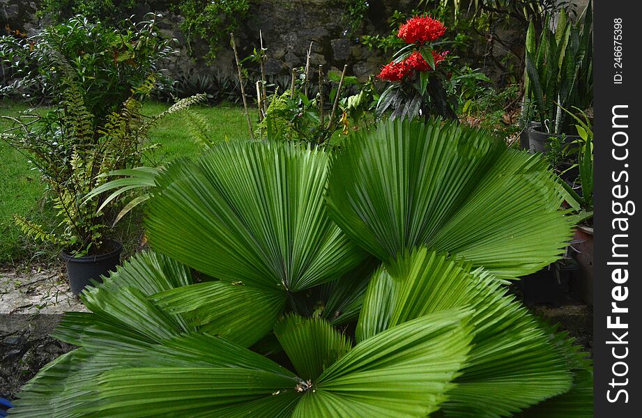 a simple beautiful home garden.