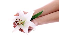 Beautiful Lily Flower In Woman Hands Stock Photography